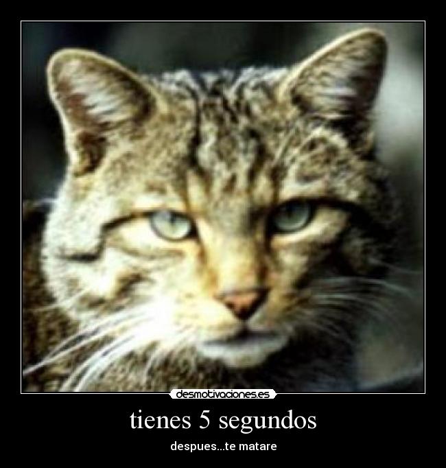 tienes 5 segundos - despues...te matare