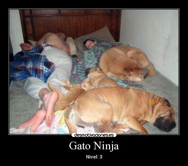 Gato Ninja - 