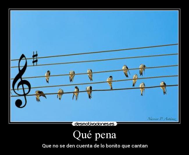 carteles pajaros pena cantar partitura desmotivaciones