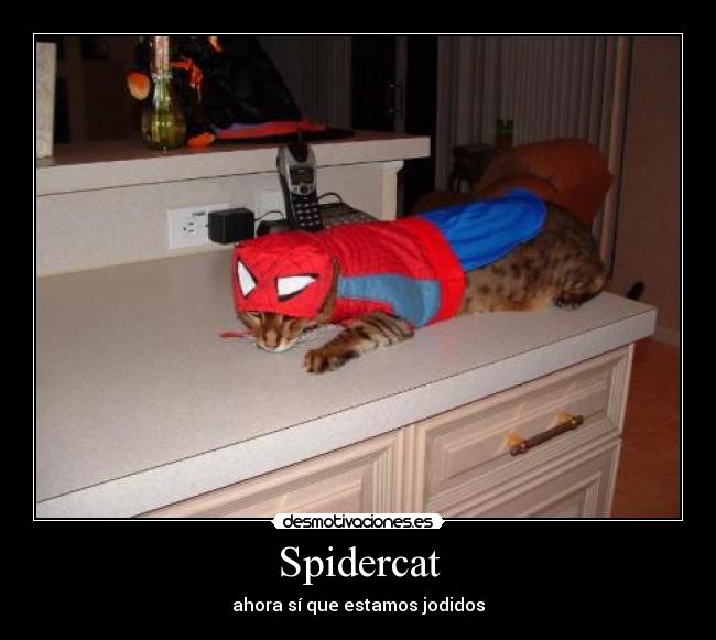 Spidercat - 