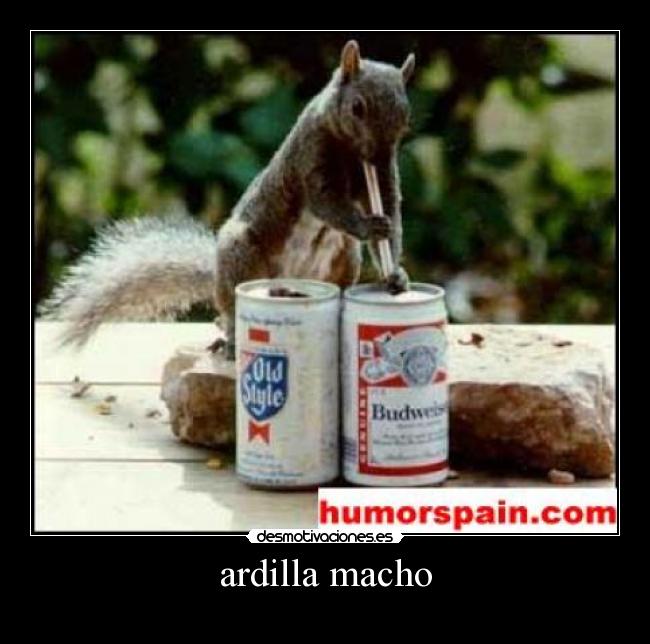 ardilla macho - 