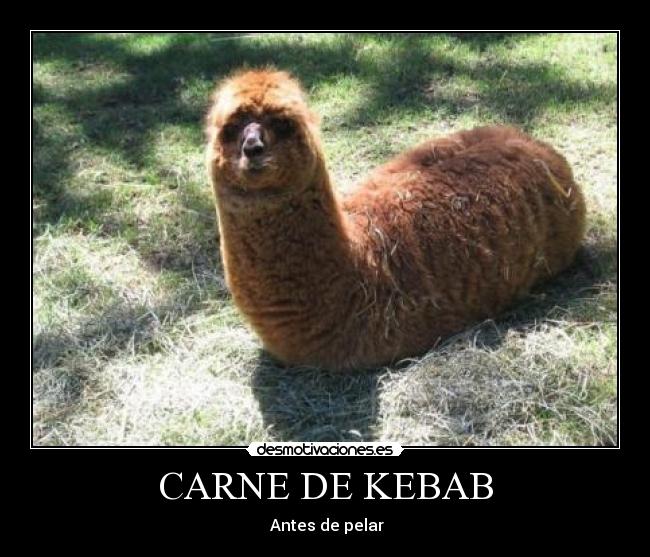CARNE DE KEBAB -
