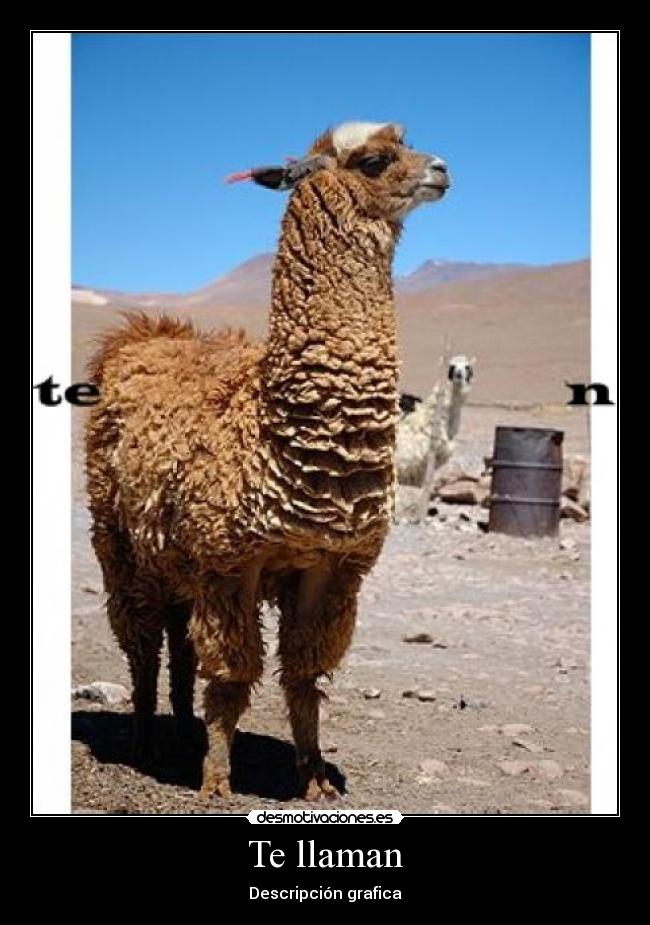 Te llaman - Descripción grafica