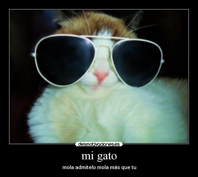 mi gato - mola admitelo mola más que tu