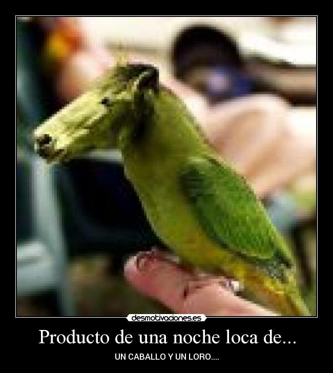 Producto de una noche loca de... - UN CABALLO Y UN LORO....