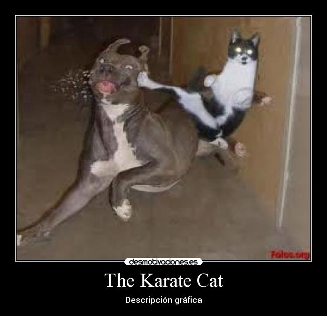 The Karate Cat - Descripción gráfica