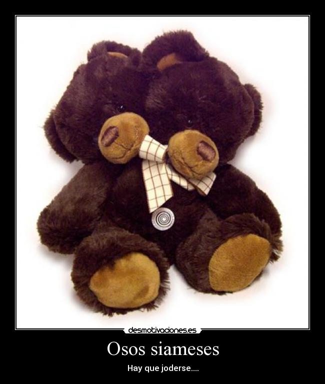 Osos siameses - Hay que joderse....