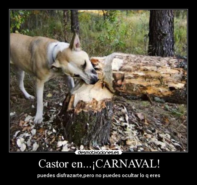 Castor en...¡CARNAVAL! -