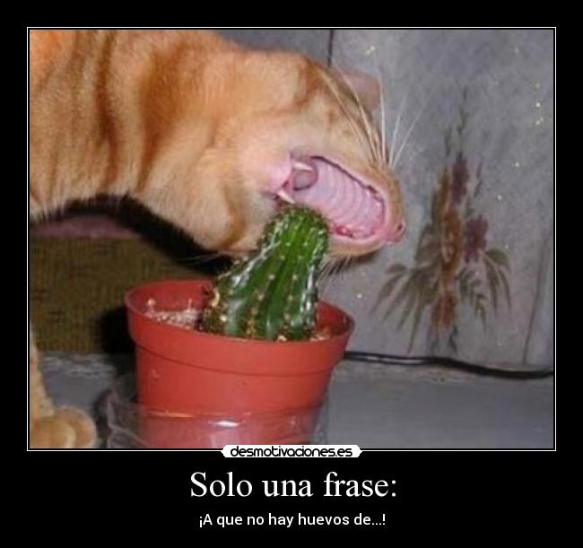 Solo una frase: -