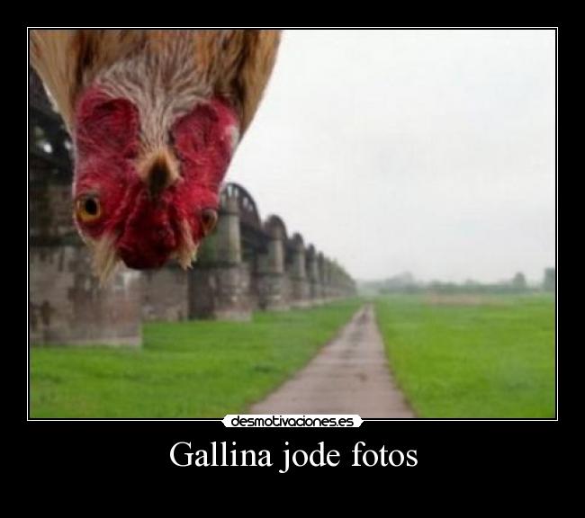 carteles gallina desmotivaciones