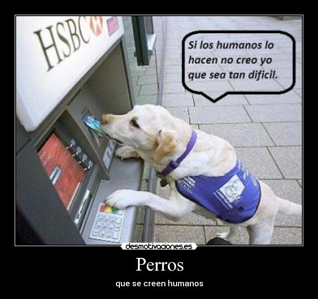 Perros - que se creen humanos