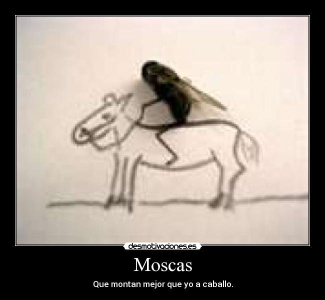 Moscas - Que montan mejor que yo a caballo.