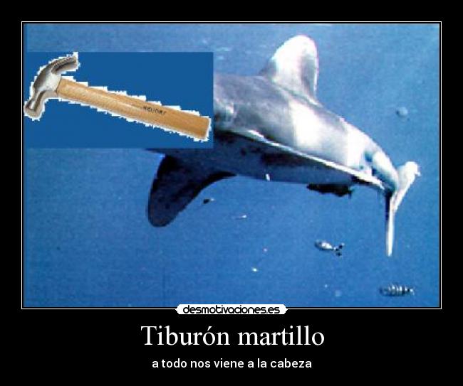Tiburón martillo -