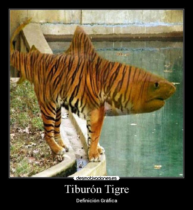 Tiburón Tigre -
