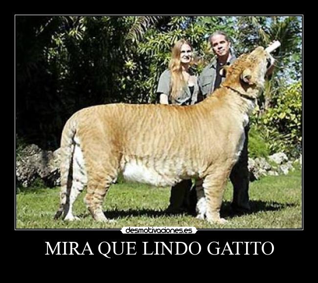 MIRA QUE LINDO GATITO - 