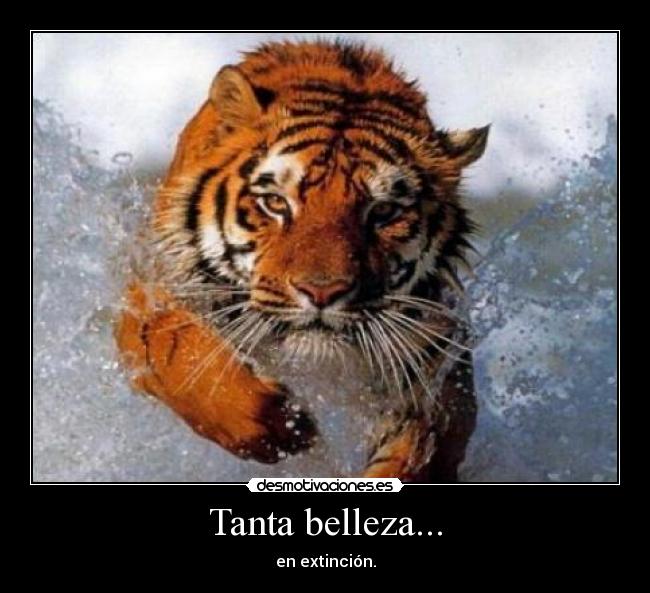 carteles tigre desmotivaciones