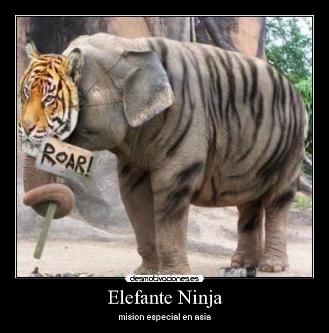 Elefante Ninja - mision especial en asia