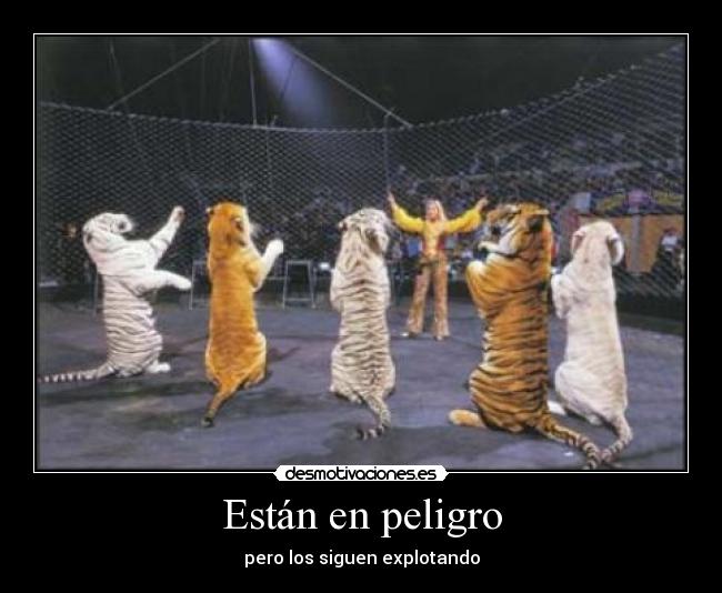 Están en peligro - pero los siguen explotando