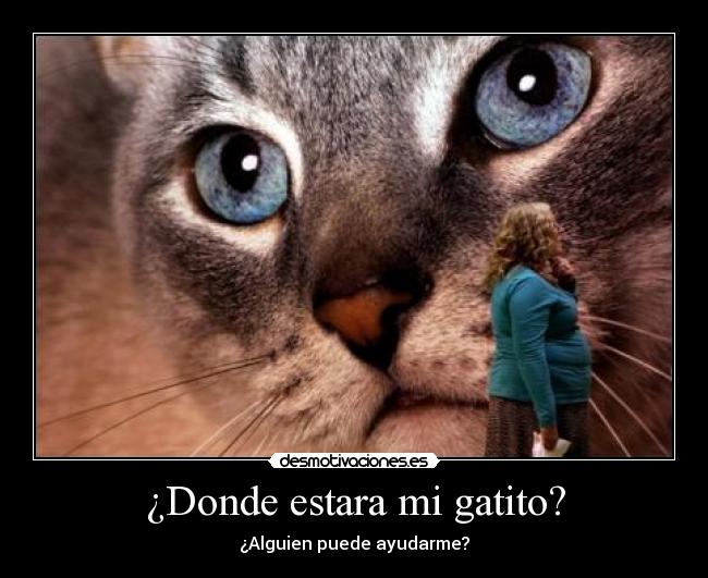 ¿Donde estara mi gatito? - 