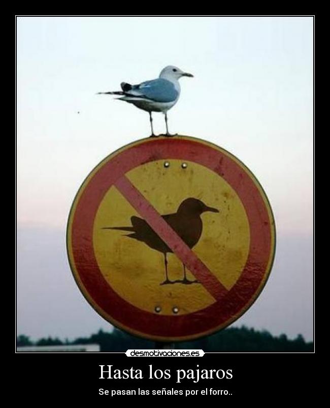 Hasta los pajaros - 
