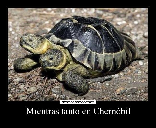 Mientras tanto en Chernóbil -