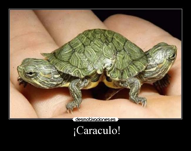 ¡Caraculo! -