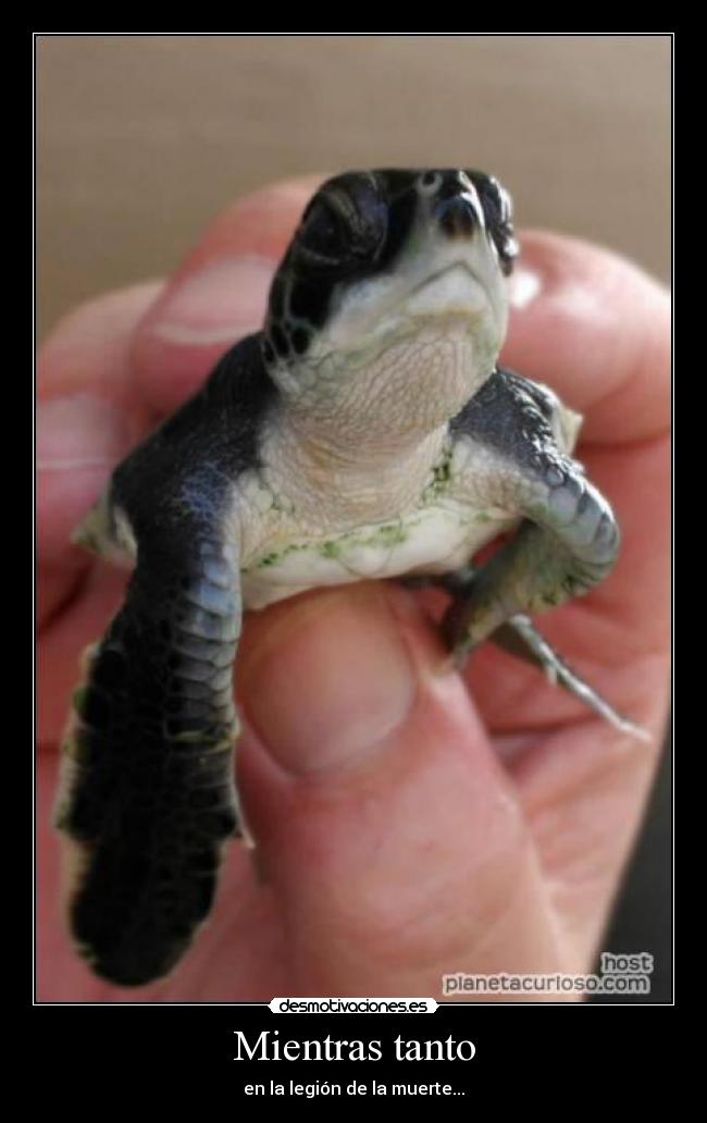 Mientras tanto - en la legión de la muerte...