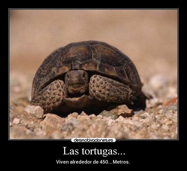 Las tortugas... -