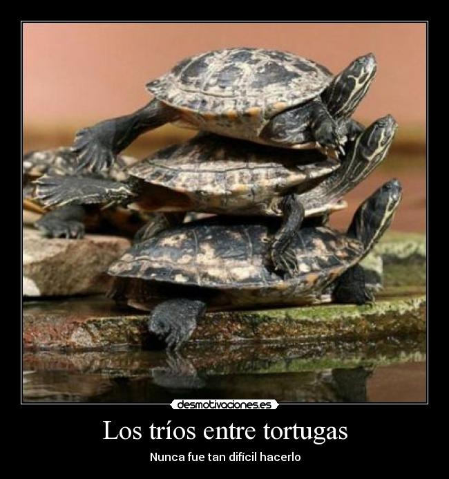 Los tríos entre tortugas - Nunca fue tan difícil hacerlo
