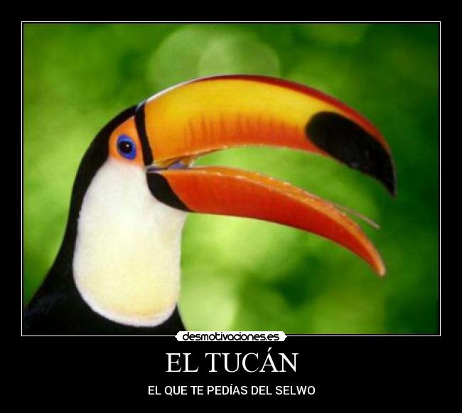 EL TUCÁN - EL QUE TE PEDÍAS DEL SELWO