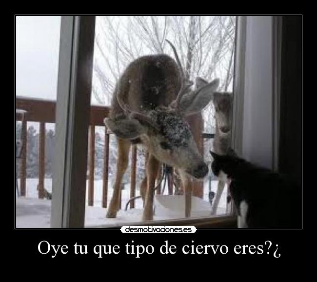 Oye tu que tipo de ciervo eres?¿ -