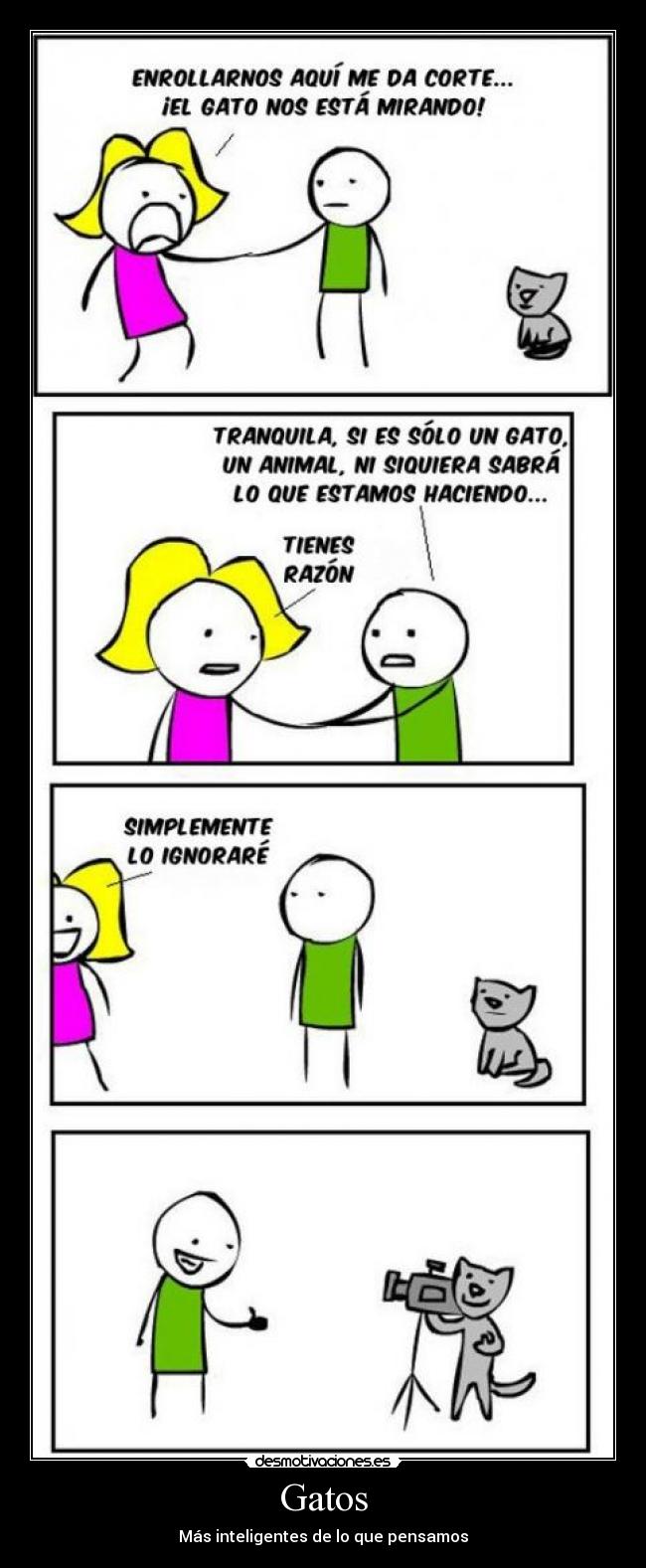 Gatos - 