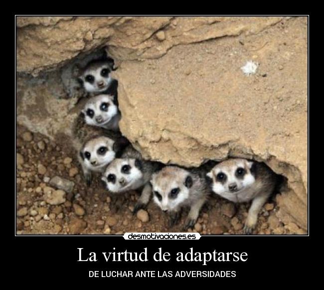 La virtud de adaptarse -