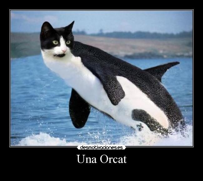 Una Orcat -