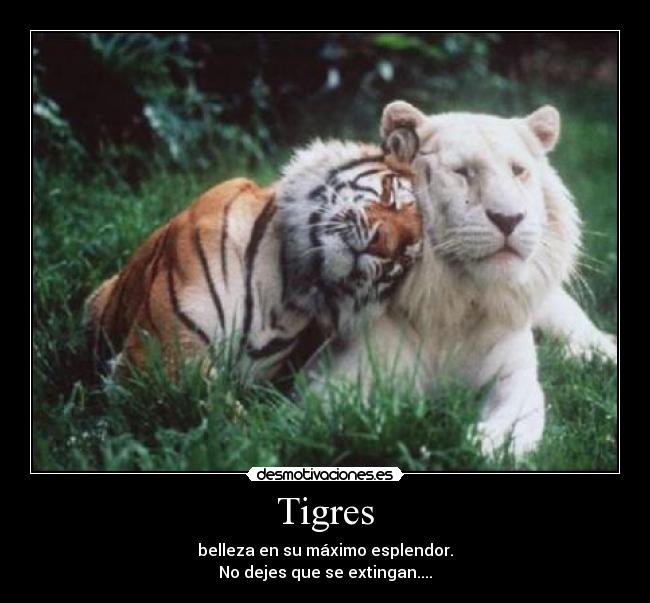 Tigres -