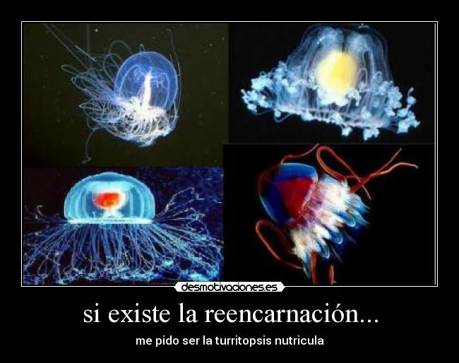 si existe la reencarnación... - me pido ser la turritopsis nutricula