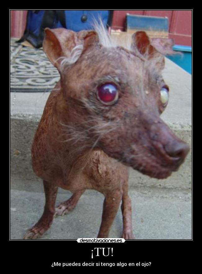 carteles perro ojo desmotivaciones