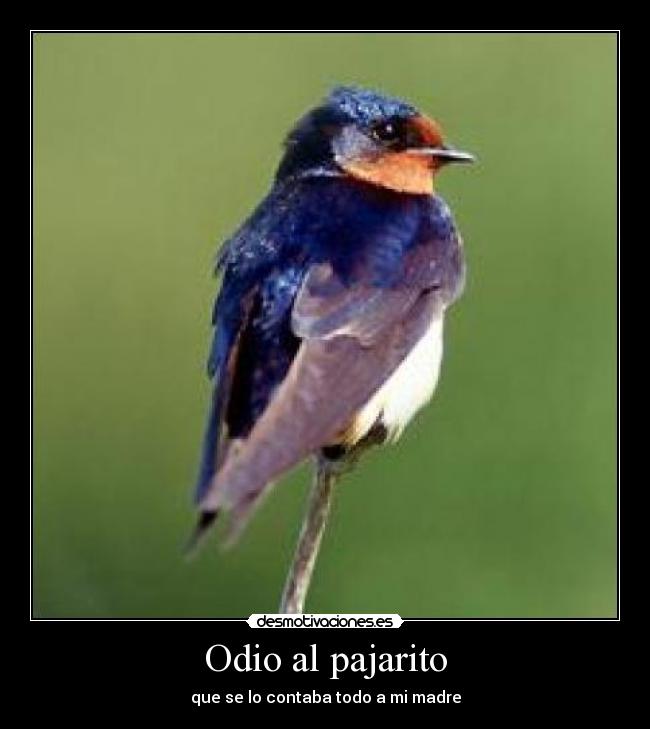 Odio al pajarito - 