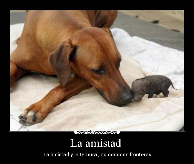 La amistad  - La amistad y la ternura , no conocen fronteras