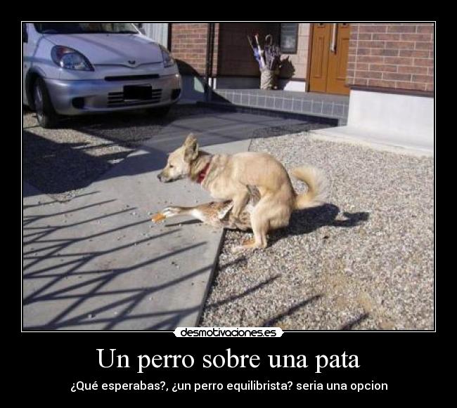 Un perro sobre una pata - 