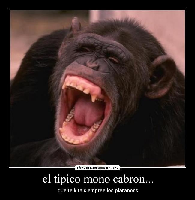 el tipico mono cabron... -