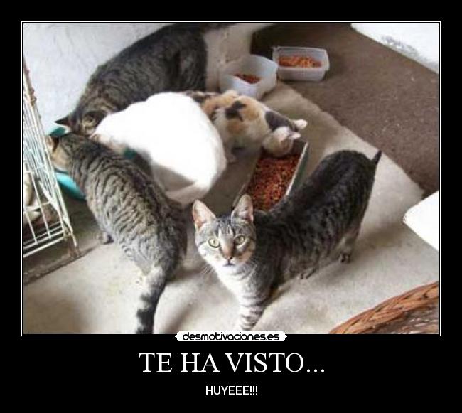 TE HA VISTO... - HUYEEE!!!