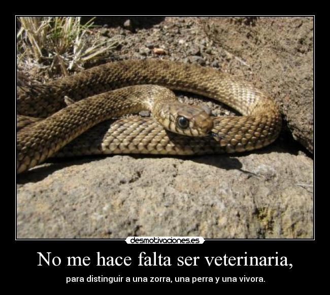 No me hace falta ser veterinaria, - 