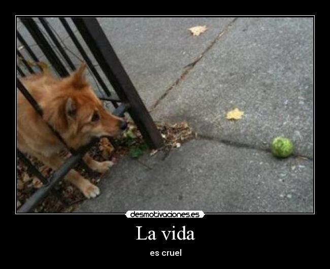 carteles vida vida cuel perro baya pelota pobrecito kirssar desmotivaciones