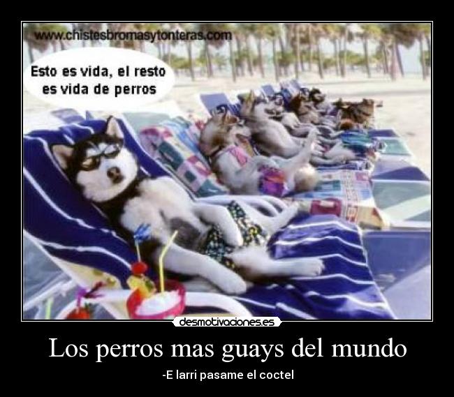 Los perros mas guays del mundo -