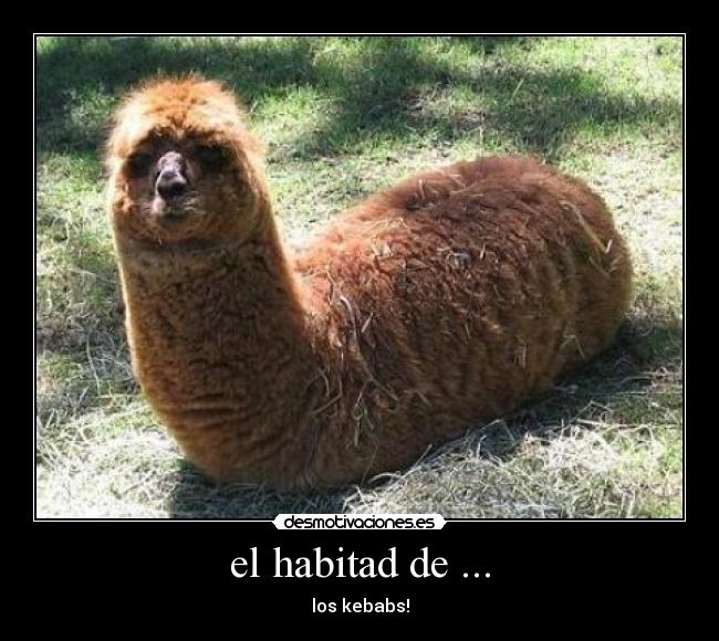 el habitad de ... - los kebabs!