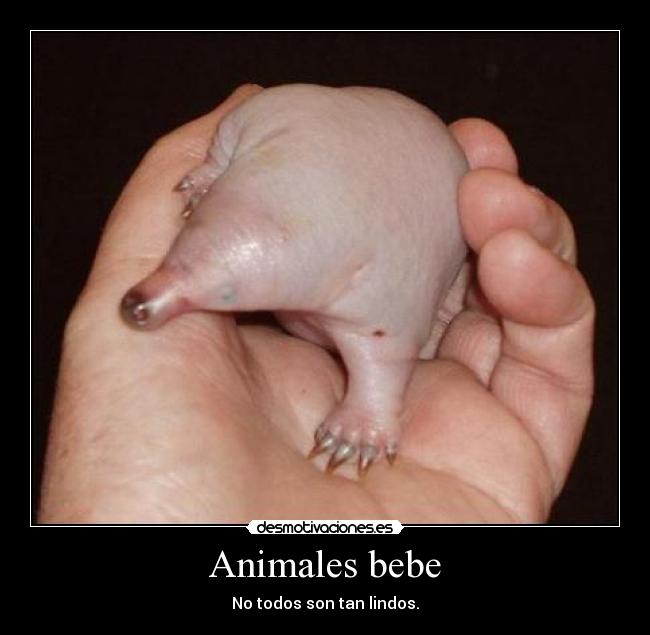 Animales bebe - No todos son tan lindos.