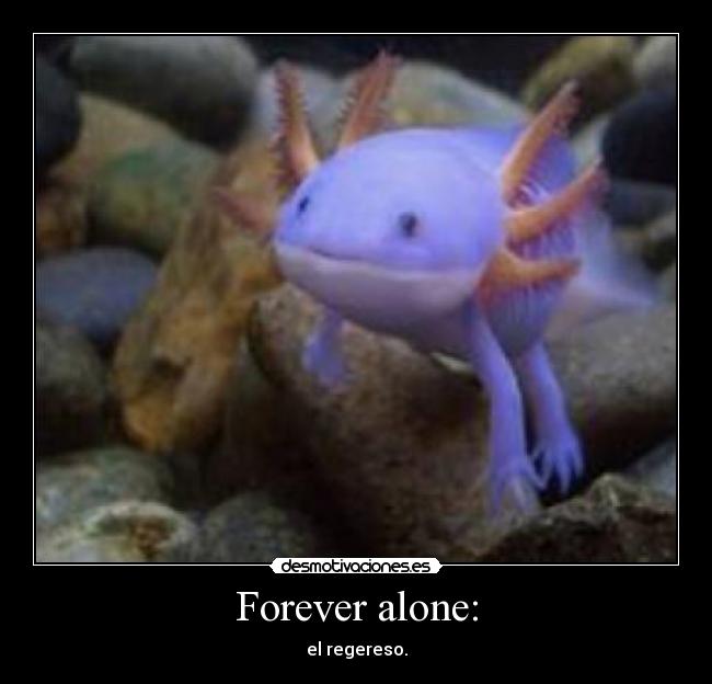 Forever alone: - el regereso.