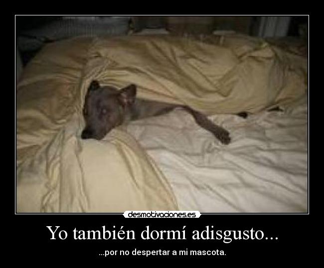 Yo también dormí adisgusto... - ...por no despertar a mi mascota.