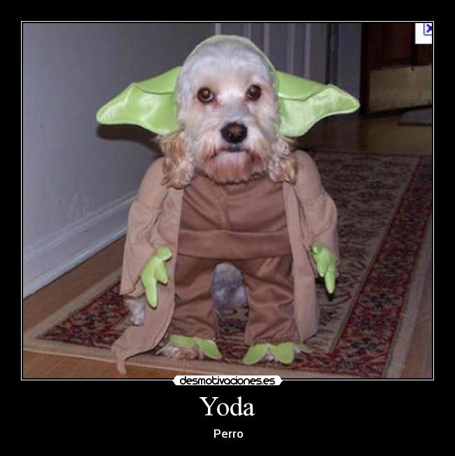 Yoda - Perro